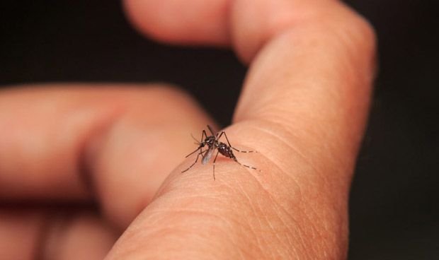 Una vez que la fiebre disminuye, puede ser la etapa más peligrosa del dengue.