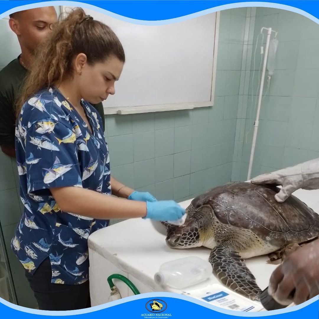 Tortuga Verde Rescatada en Cayo Levantado Recibe Atención en el Acuario Nacional 