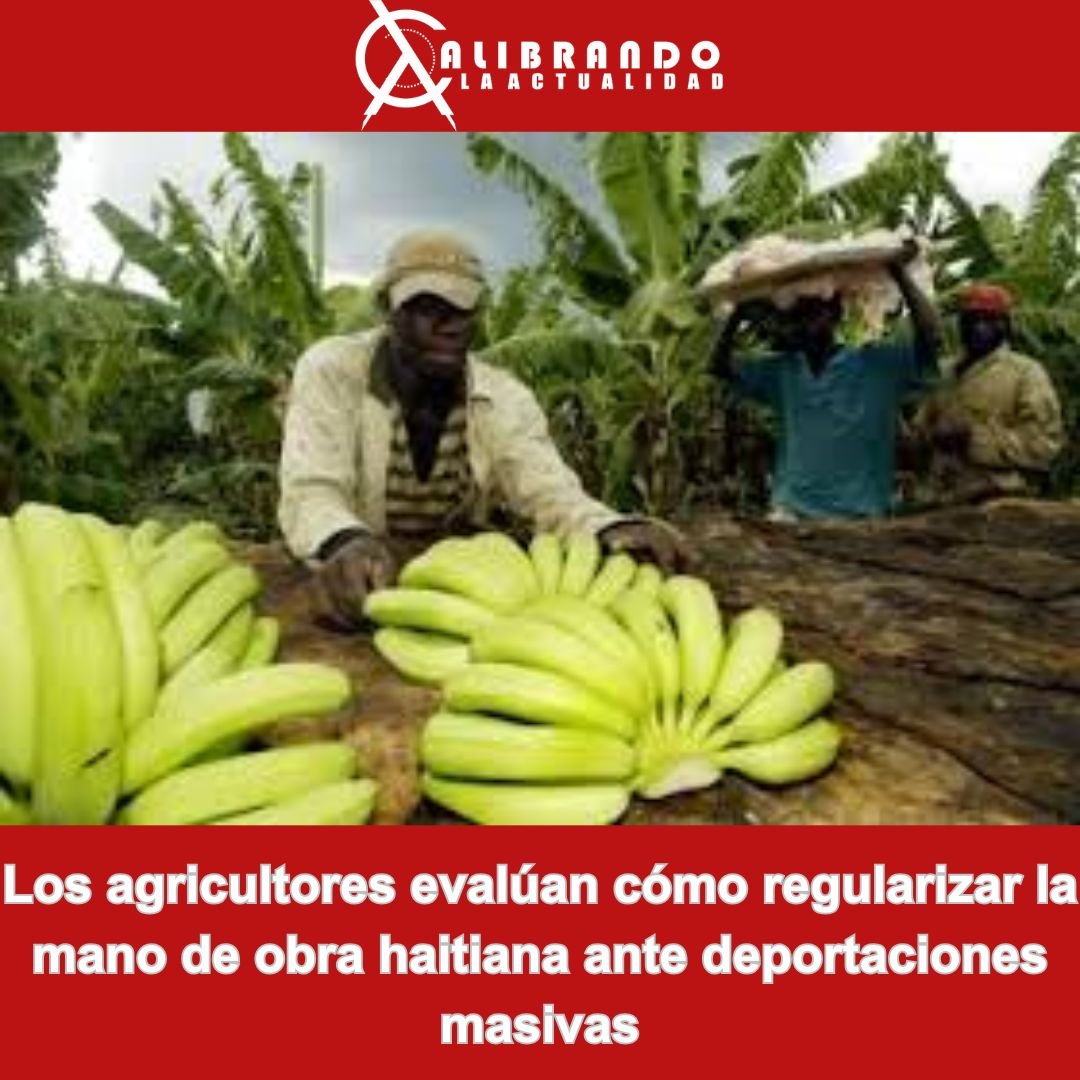 Los agricultores evalúan cómo regularizar la mano de obra haitiana ante deportaciones masivas