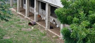 Escuelas de La Caleta son criaderos de vacas y chivos