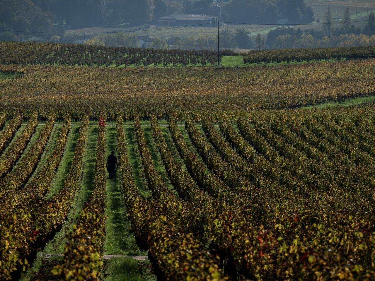 La producción mundial de vino podría caer en 2024 a su menor volumen desde 1961
