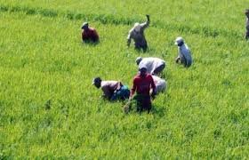 El Gobierno protegerá a los arroceros del DR-Cafta con medidas sobre importación