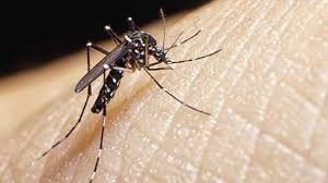 Factores climáticos: clave detrás de baja incidencia del dengue en RD