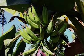 Productores de plátano en México alertan impacto de aranceles en exportaciones a EE. UU.