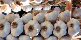 Denuncian producción de ajo en Constanza peligra por deuda del Gobierno con agricultores