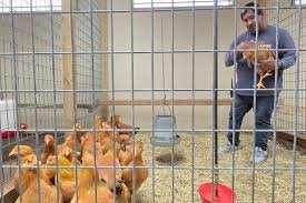 A falta de huevos, estadounidenses crían gallinas en casa para abastecerse