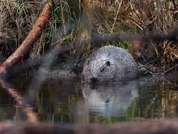 Esos animales que modifican el paisaje como arquitectos