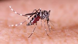 Salud Pública reporta casi cuatro mil casos sospechosos de malaria en lo que va de 2025
