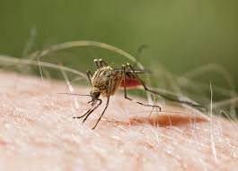 Salud Pública refuerza la búsqueda de casos de malaria en fincas y comunidades de migrantes