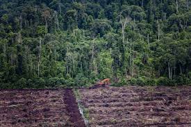 Un plan alimentario de Indonesia amenaza con una "deforestación masiva"