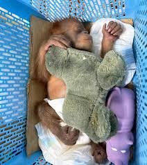 Arrestan a un hombre tailandés por contrabando de bebés orangutanes