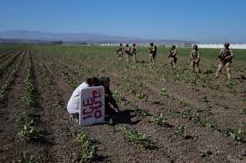 Muere trabajador agrícola al caer de techo en redada a granja de cannabis en California