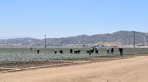 El miedo que se cosecha: jornaleros en California bajo las redadas migratorias