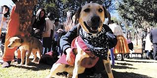 Festejo anticipado en La Paz por el Día de San Roque reúne a perros y humanos