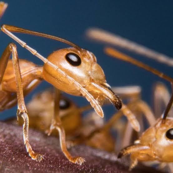Detectan 10 mil hormigas venenosas en un barco chino: qué son y de dónde provienen