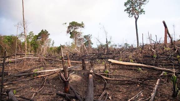 La deforestación se desacelera en el mundo pero sigue siendo demasiado rápida, advierte la FAO