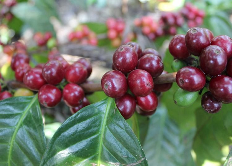 Indocafe busca posicionar a RD como primer país del Caribe con una certificación para el cultivo sostenible