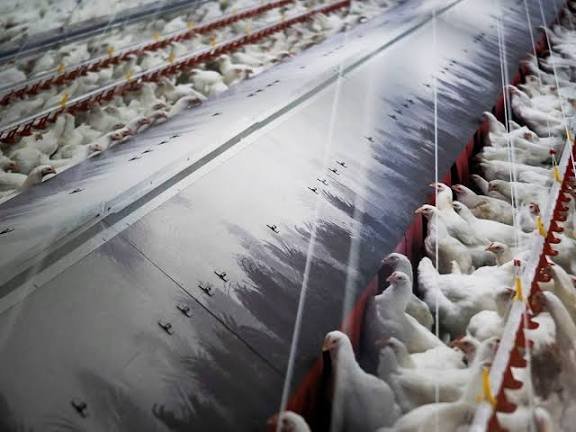 España amplía a todo el país el confinamiento de las aves de corral por la gripe aviar