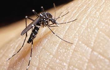 Ministro de Salud descarta brote de chikungunya en el país; llama a eliminar criaderos