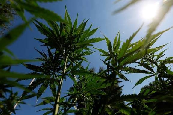 La OMS busca dar una base científica a la medicina tradicional