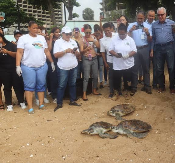 Acuario Nacional libera tres tortugas verdes tras varios años de rehabilitación