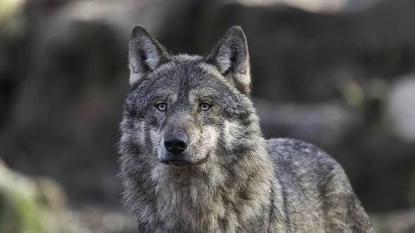 Una mujer es atacada por un lobo en Grecia y sobrevive tras enfrentarlo durante 10 minuto