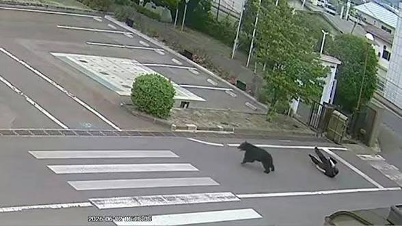 Un oso irrumpe violentamente y lastima a cuatro personas en Japón