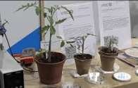 Uruguay desarrolla tecnología magnética pionera que acelera la germinación de semillas