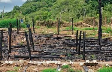 En un mes, Ocoa suma más de 15,437 plantas de marihuana decomisadas