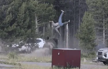 Turista resulta gravemente herido tras ser embestido por un bisonte en Yellowstone