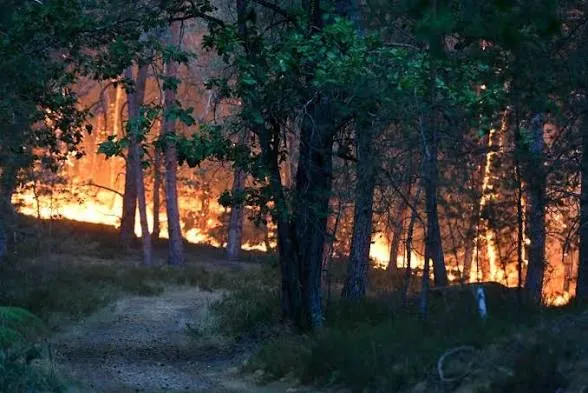 Un incendio, probablemente provocado, arrasa parte del emblemático bosque de Fontainebleau