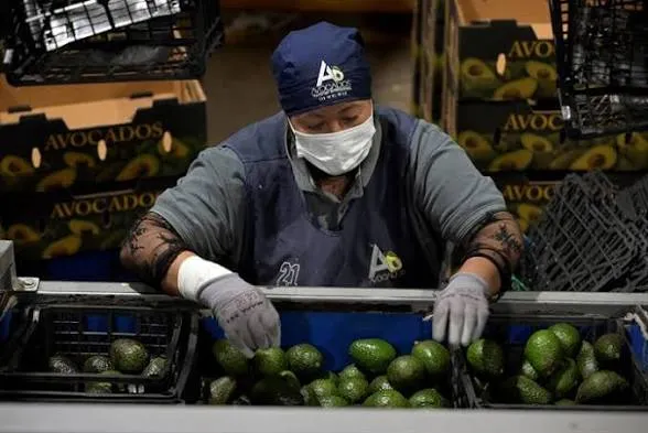 México reforzará seguridad tras suspensión de envíos de aguacate a EE.UU.