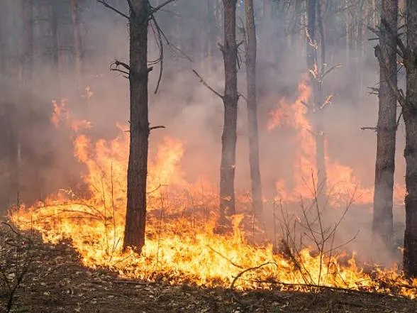 Los incendios forestales no dan tregua en Europa