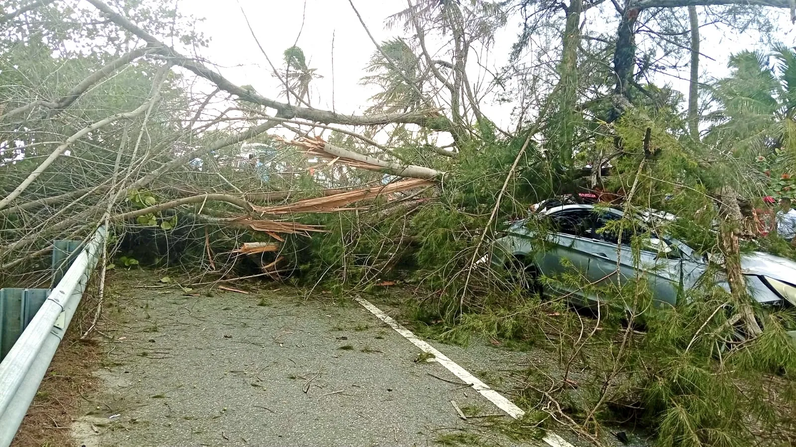 DIGESETT informa: caída de árbol provoca cierre de la Autopista Las Américas   
