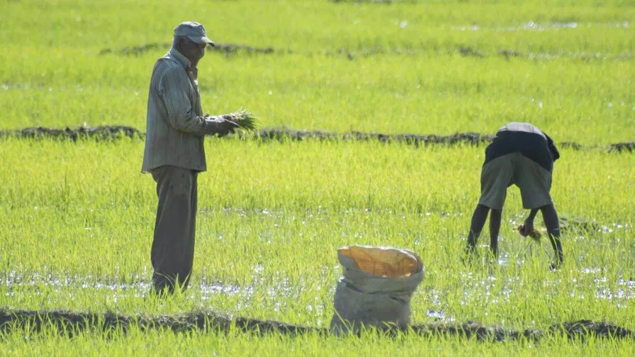 EE. UU. considera importante derogar decreto que salvaguarda la producción de arroz de RD