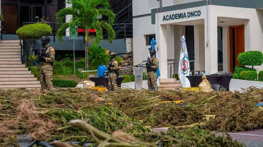 ¿Cuántas personas han sido arrestadas por plantaciones de marihuana en lo que va de 2026?