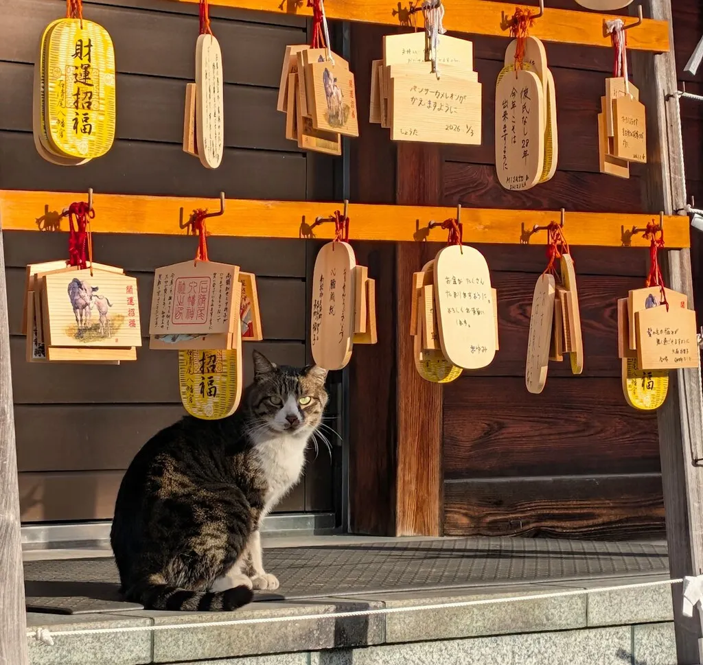 Los gatos callejeros estuvieron a punto de ser clasificados como especie invasora en Japón
