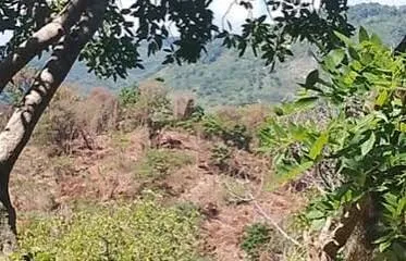 Sociedad Ecológica de Paraíso denuncia talas en cuenca del río Nizaíto mientras se proyectan presas