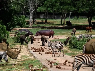 Entre apagones y escasez, el Zoológico Nacional de Cuba lucha por preservar especies protegidas