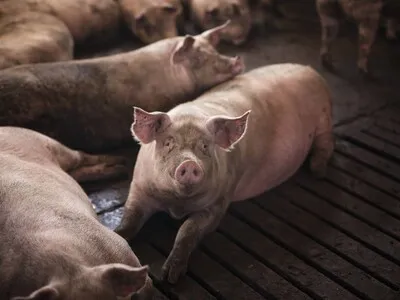 Productores encabezarán II Foro Porcino 2026 en Moca para debatir desafíos del sector