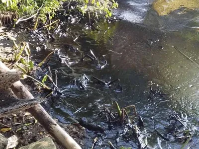 Pescadores luchan contra derrames de crudo en plena reactivación petrolera en Venezuela