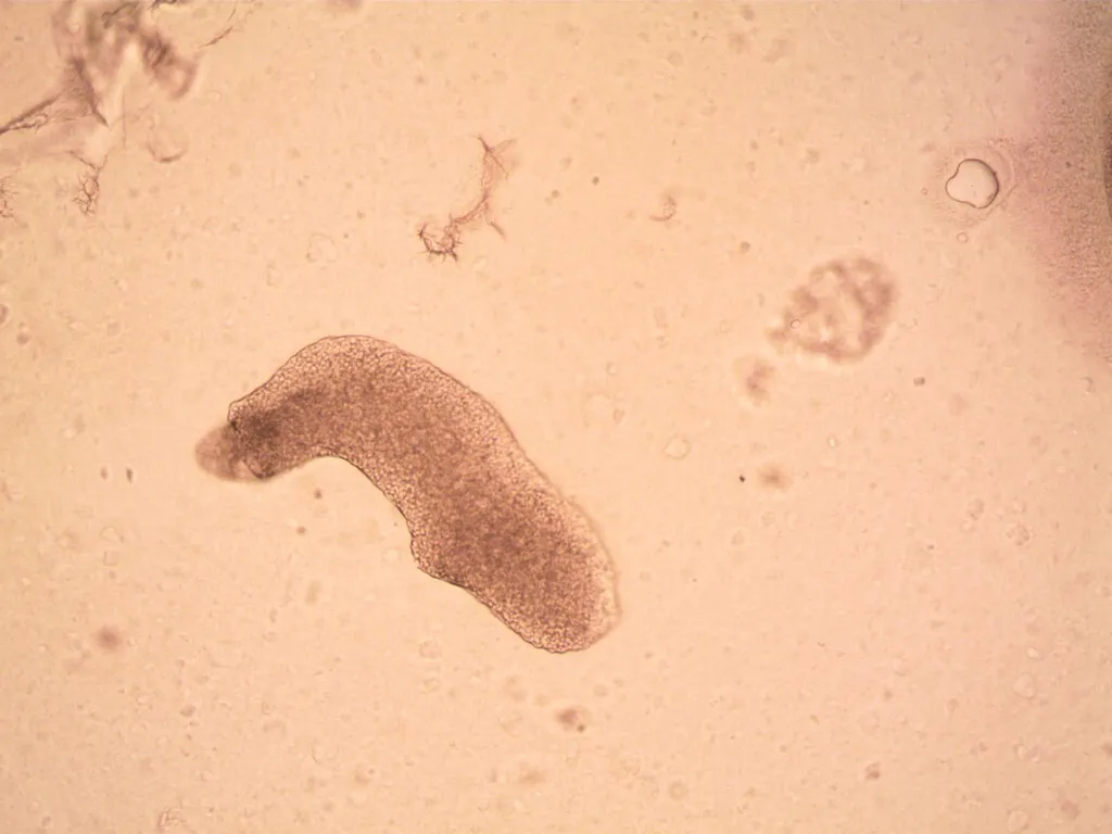 Una muestra de agua recogida en un motel de menos de 100 dólares la noche acaba de revelar un secreto sobre el origen de las plantas