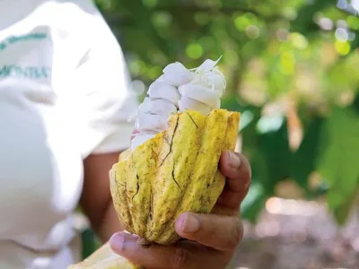 Anuncian la celebración de la sexta versión del Festival del Chocolate Dominicano
