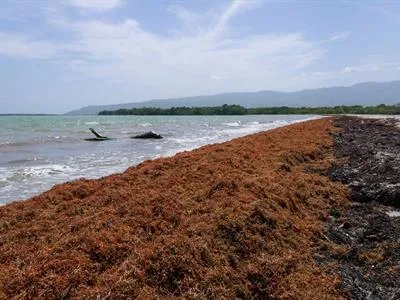 Destinarán US$6.3 millones al financiamiento de proyectos de sargazo en RD