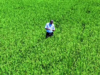 Poder Ejecutivo elimina protección al arroz tras planteamiento de Estados Unidos