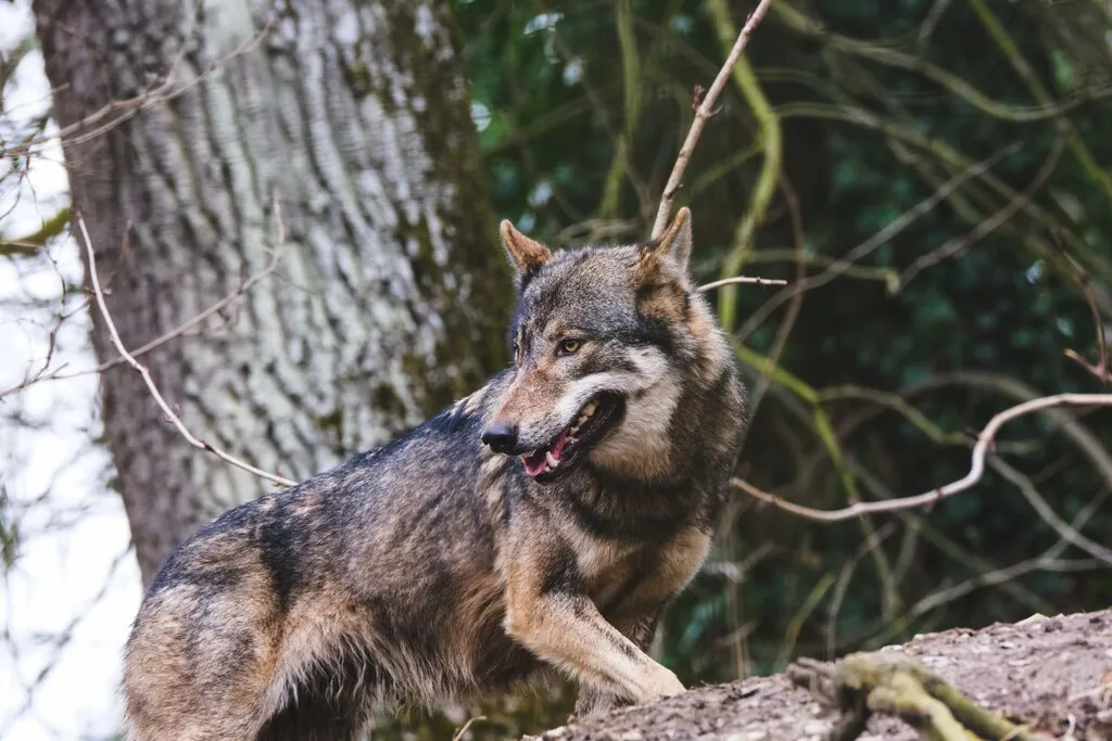 Un pueblo gallego está empezando a convivir con lobos como si fueran perros callejeros. Y eso es un problema