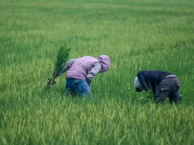 Arroceros esperan nuevas reglas tras derogación de aranceles al arroz