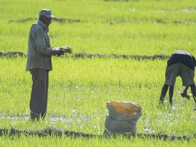 Agricultura asegura que eliminación de los aranceles del arroz no afectará a los productores