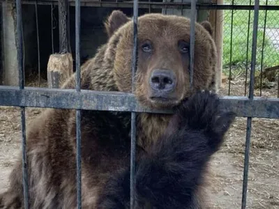 ONG denuncia maltrato y comercialización de animales en acuario argentino de Mar del Plata