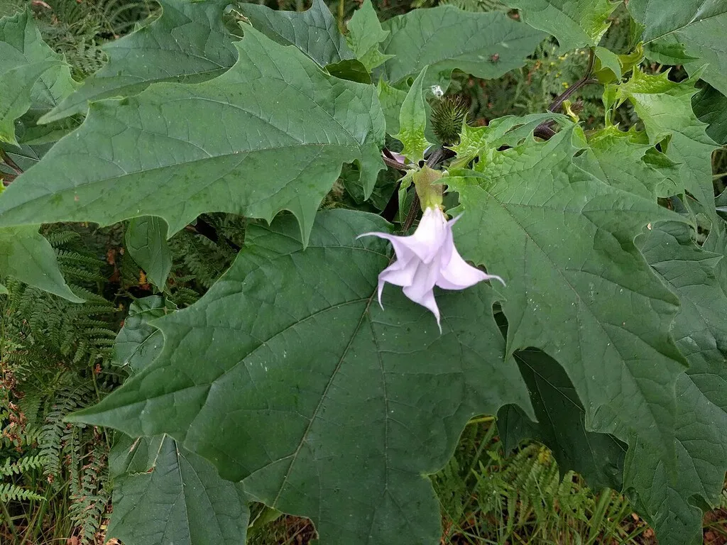 La planta de la burundanga crece en los arriates de un pueblo de Granada y los vecinos están desesperados